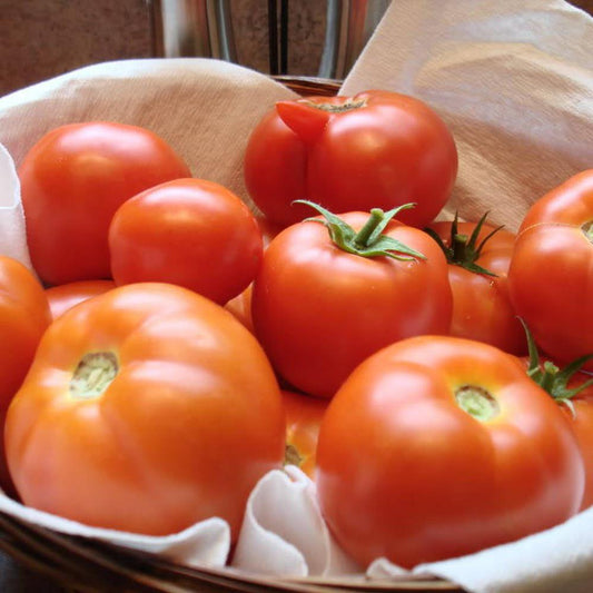 Colonial tomato