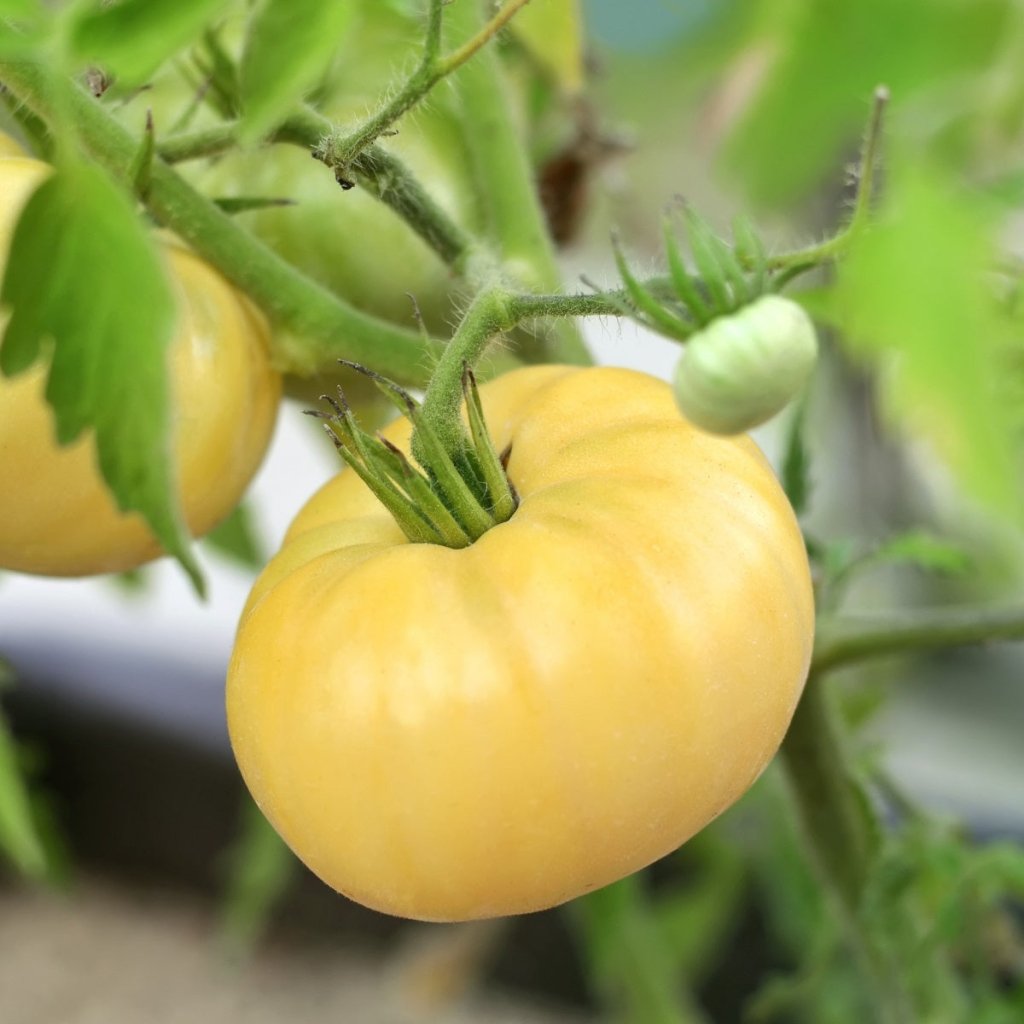 Colossal Yellow tomato