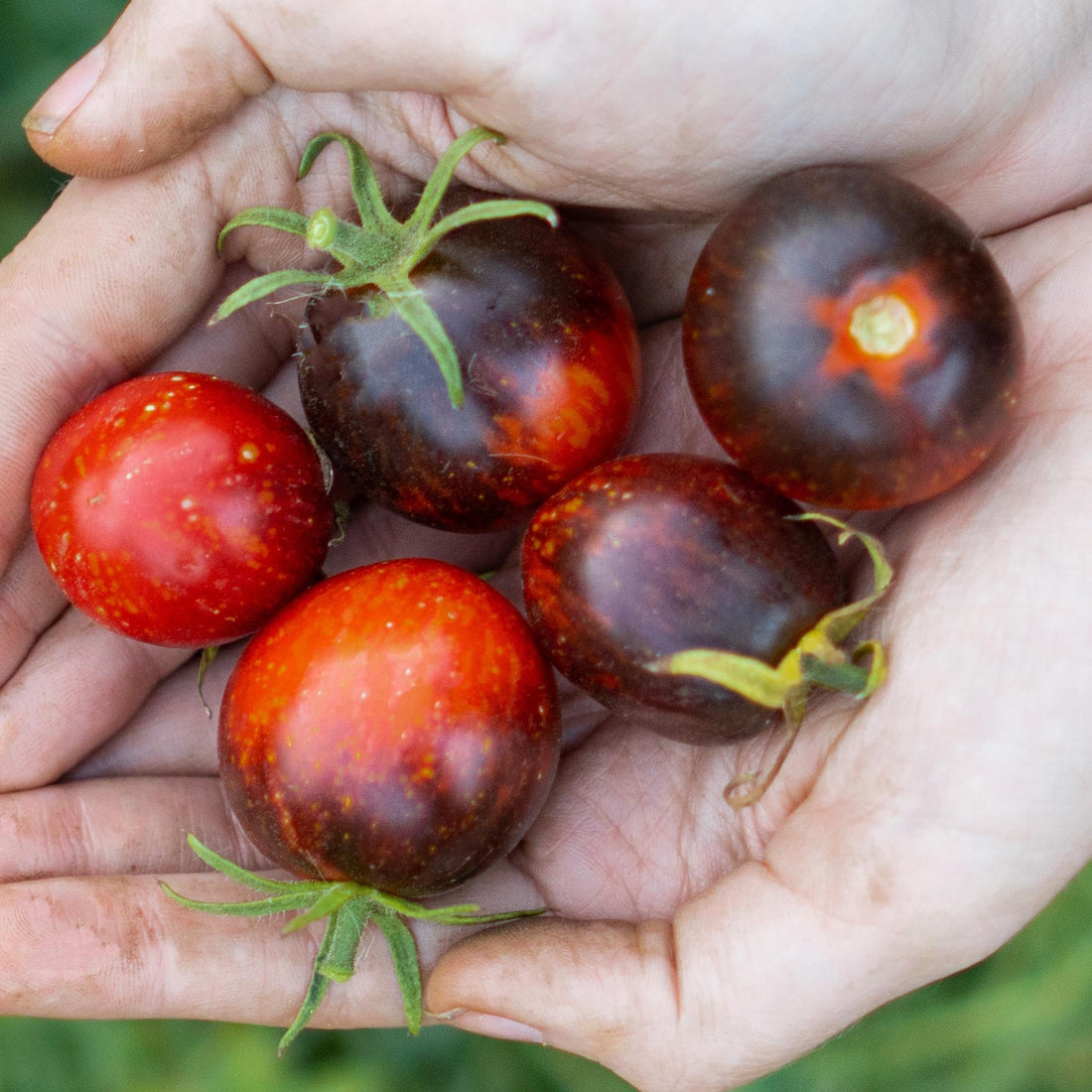 Dark Galaxy tomato