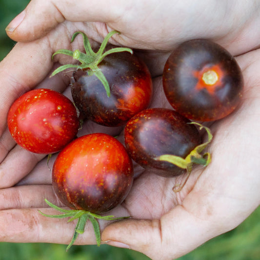 Dark Galaxy tomato