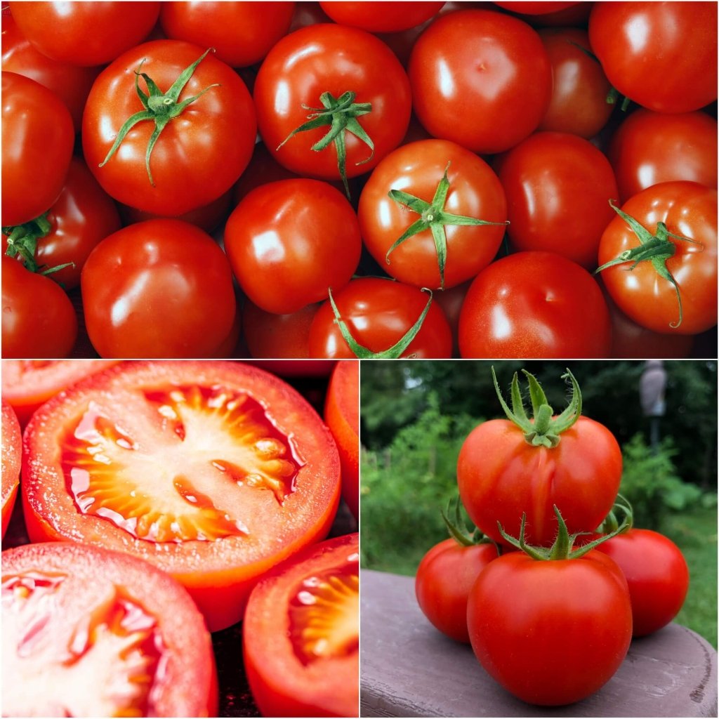 ES 58 tomato