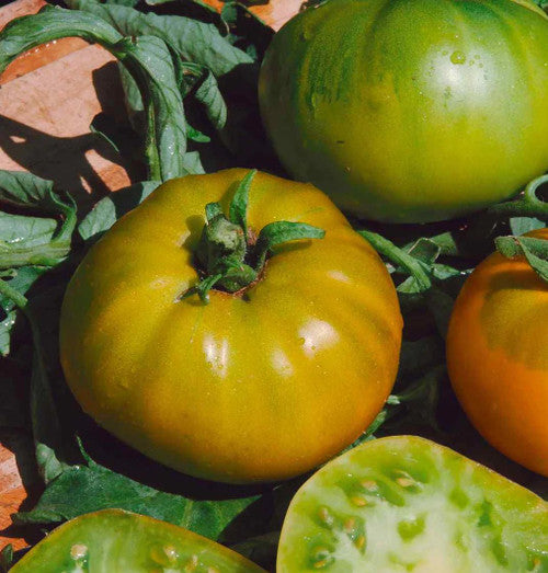 Evergreen tomato