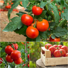 Tomato – Floralou — photo: Happy Valley Seeds