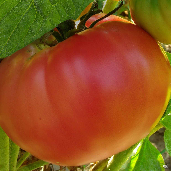 German Johnson tomato