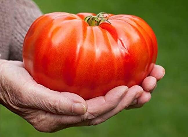 Giant Syrian tomato