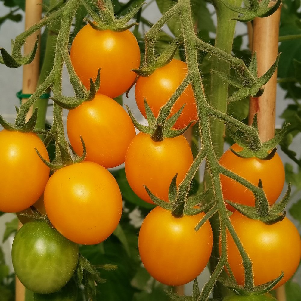 Gold Nugget tomato