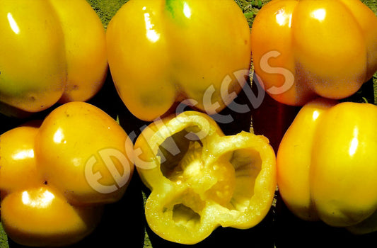 Tomato – Golden Gourmet Filler — photo: Eden Seeds