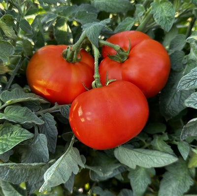 Indian River tomato