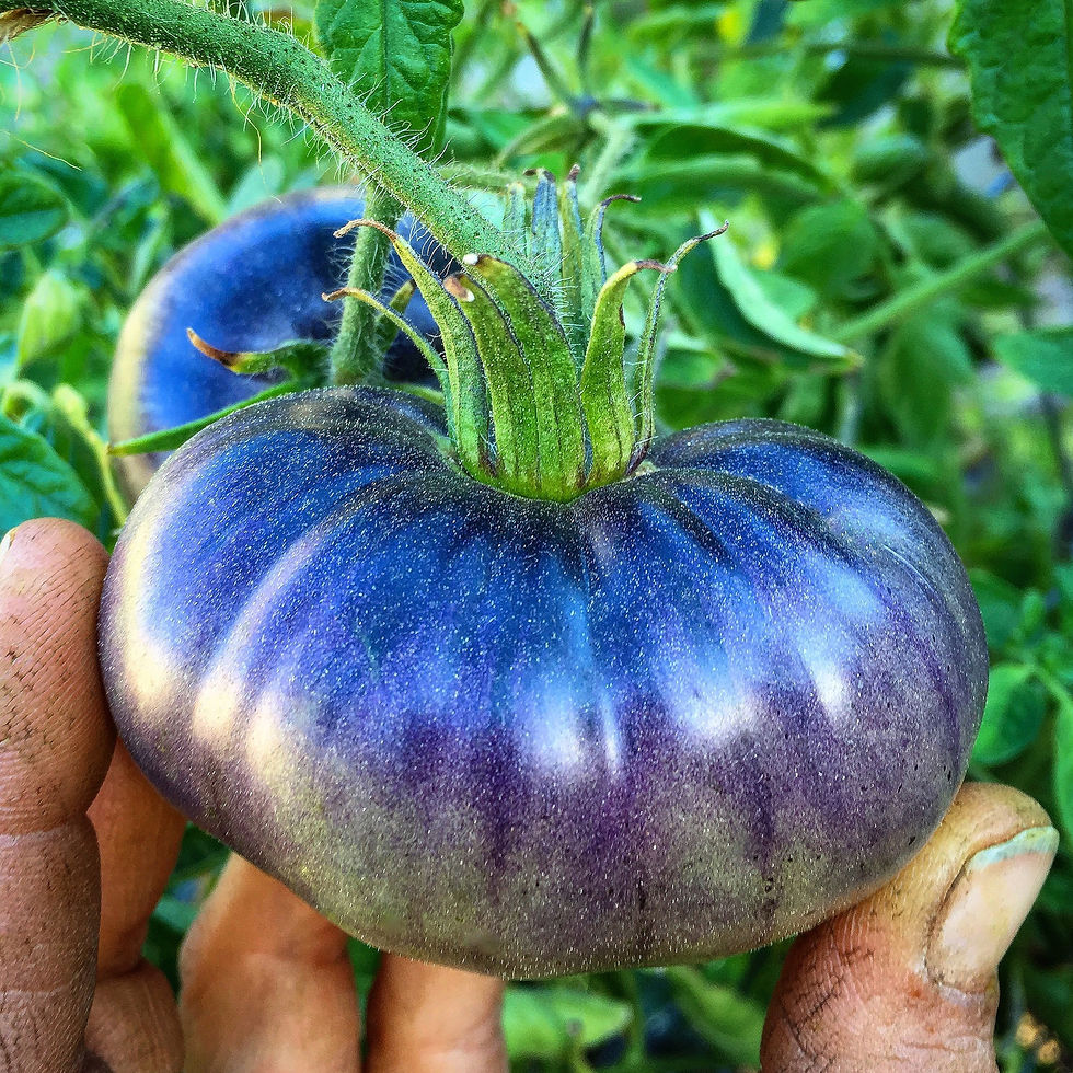 Indigo Blue Beauty tomato
