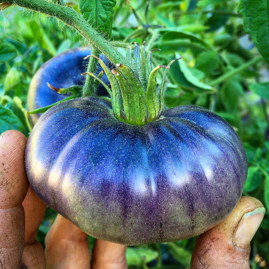 Indigo Blue Beauty tomato