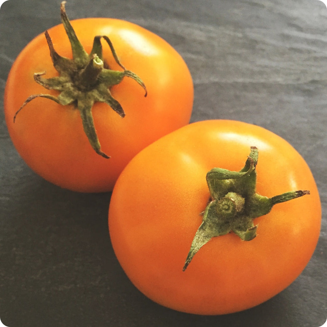 Jaune Flamme tomato