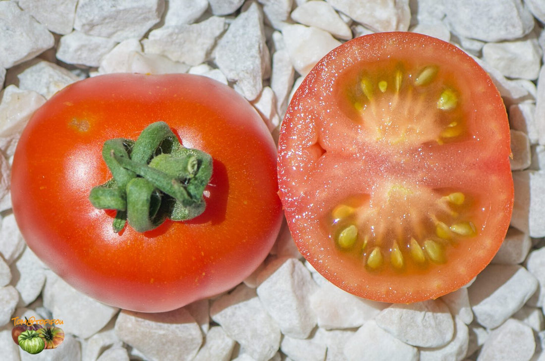 Kotlas tomato
