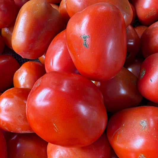 Tomato – Lionheart — photo: Seeds of Plenty