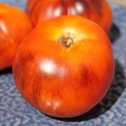 Lucid Gem tomato