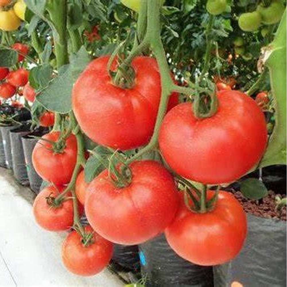 Manapal tomato