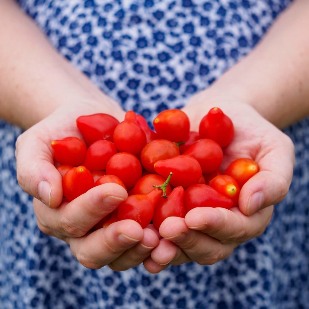 Miniature Red Pear tomato