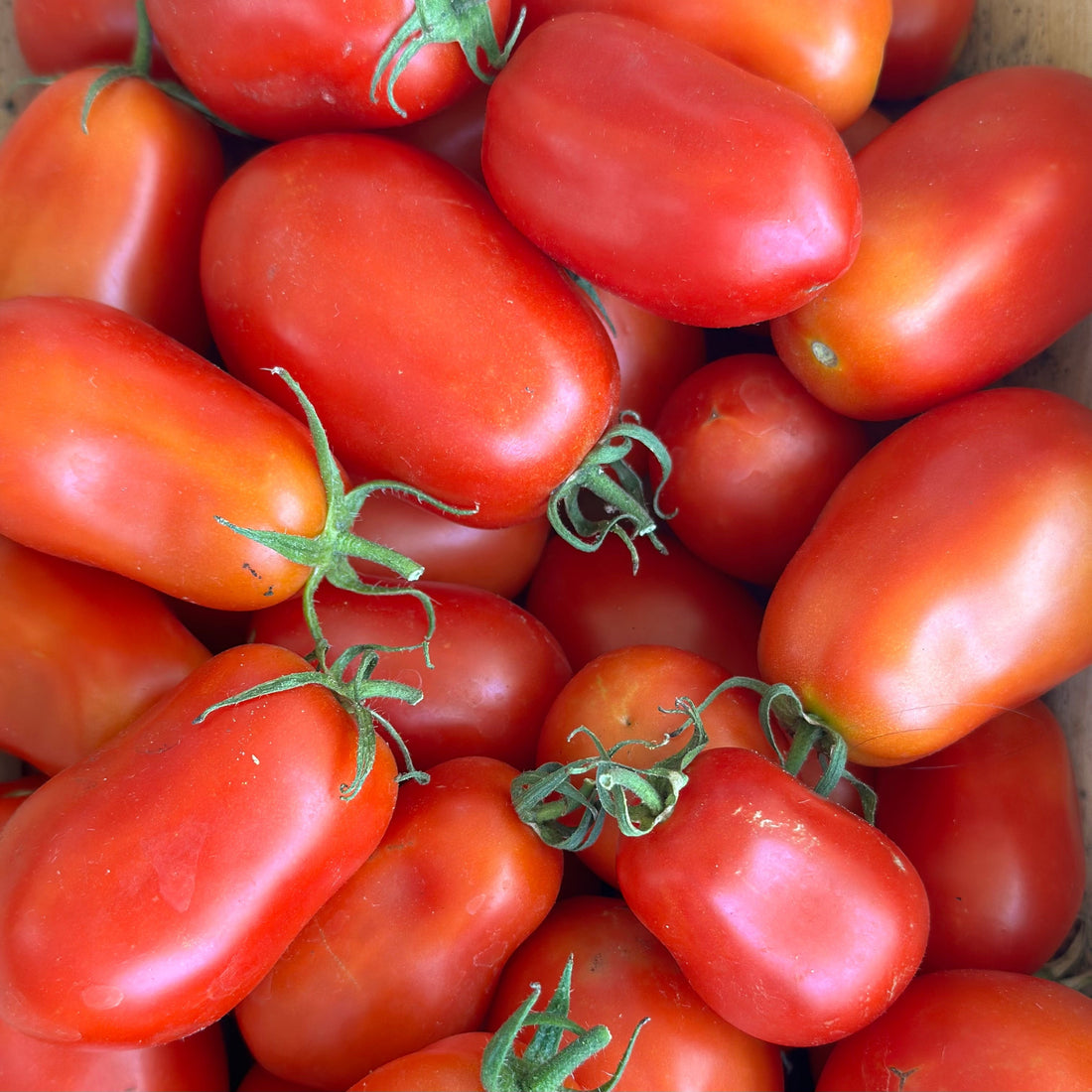 Napoli Paste tomato