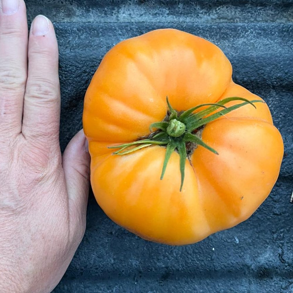 Nebraska Wedding tomato
