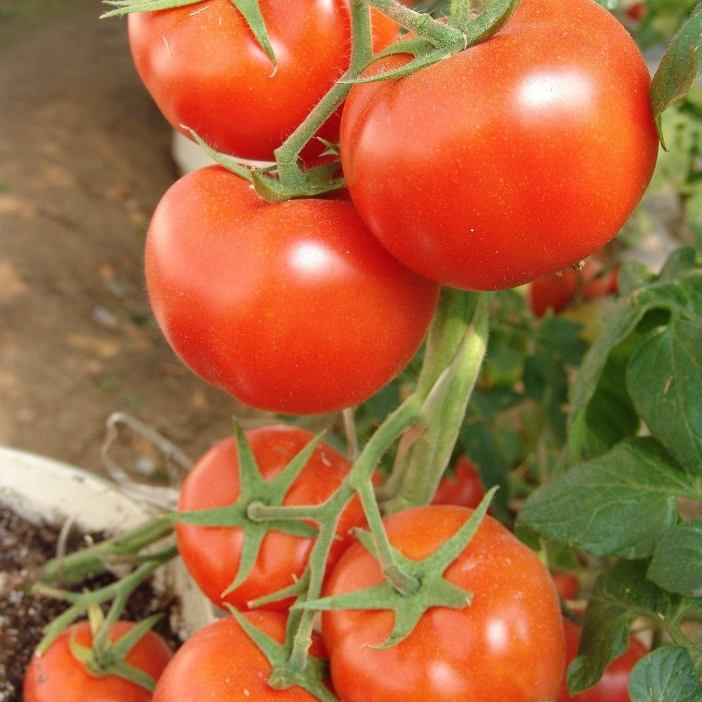 One Hundred Percent tomato