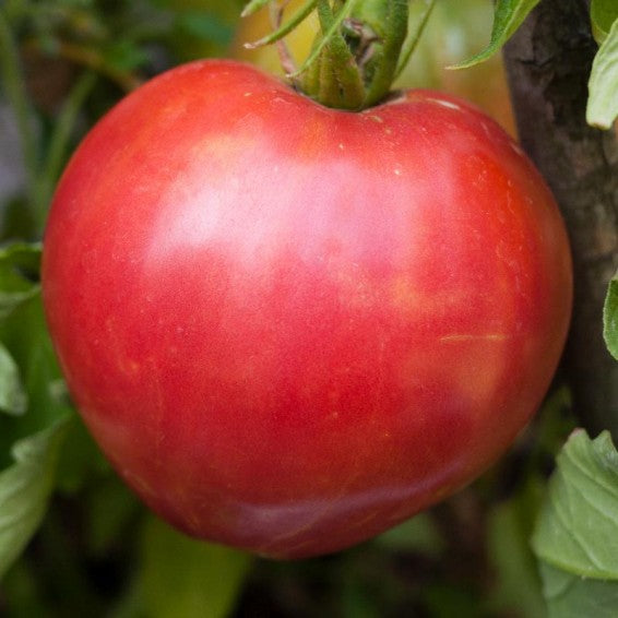 Pink Oxheart tomato