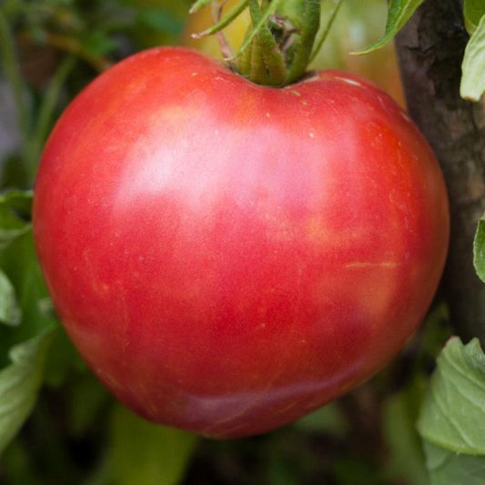 Pink Oxheart tomato