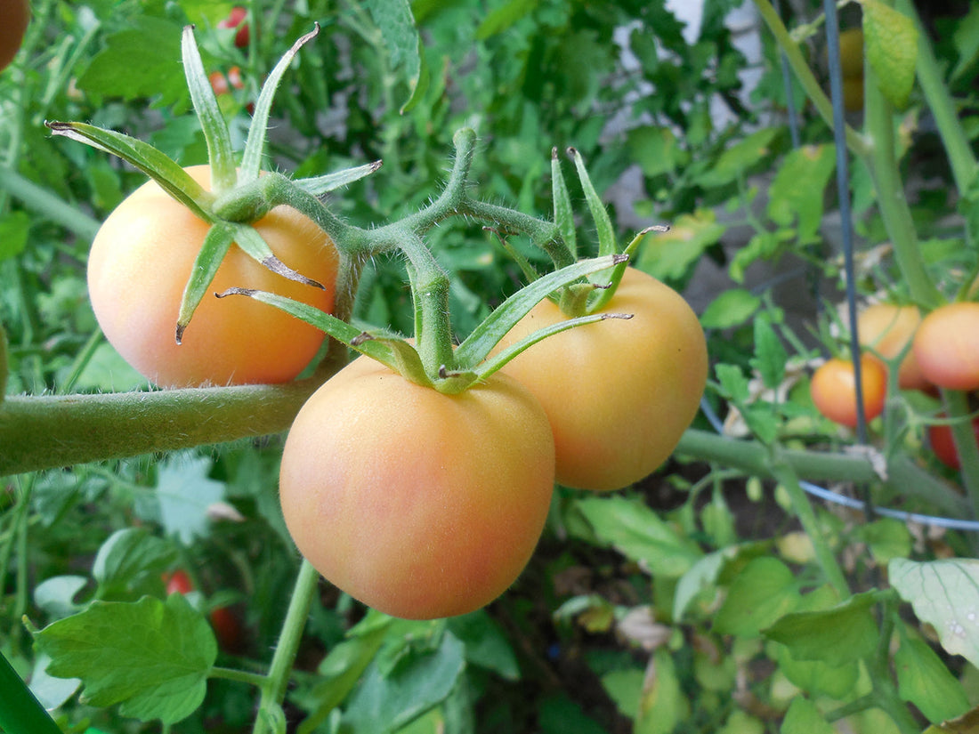 Peach tomato