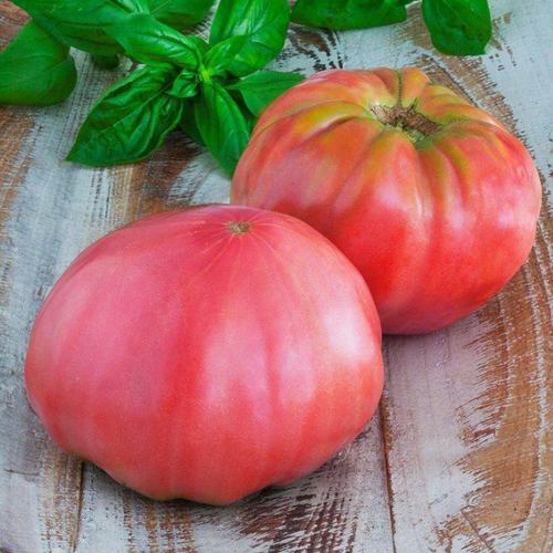 Pink Delight tomato