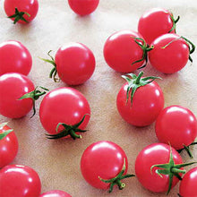 Tomato – Pink Marbles — photo: Seeds of Plenty