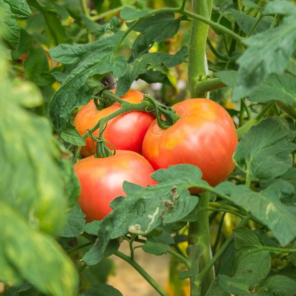 Potato Leaf tomato — photo from Happy Valley Seeds variety listing