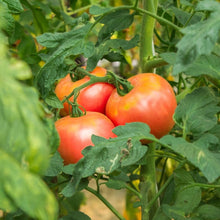 Potato Leaf tomato — photo from Happy Valley Seeds variety listing