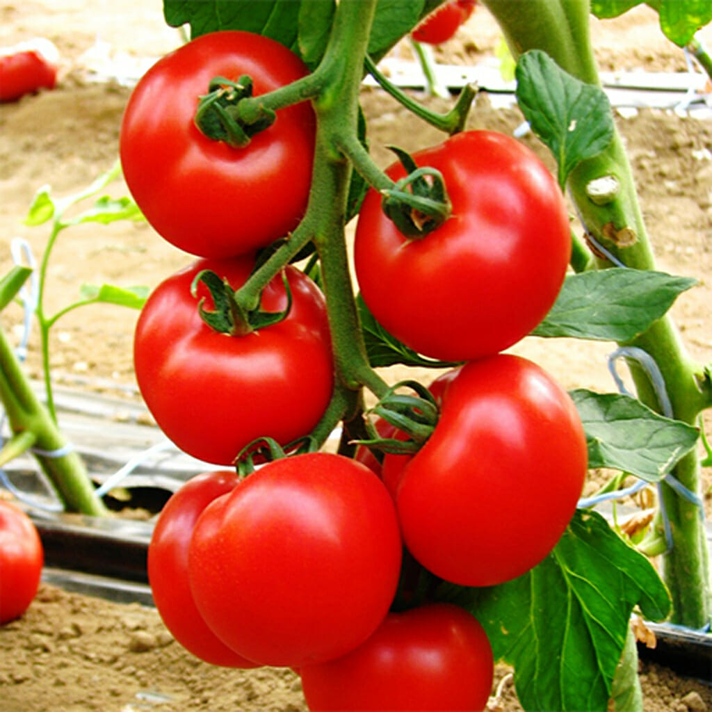 Prosperity tomato