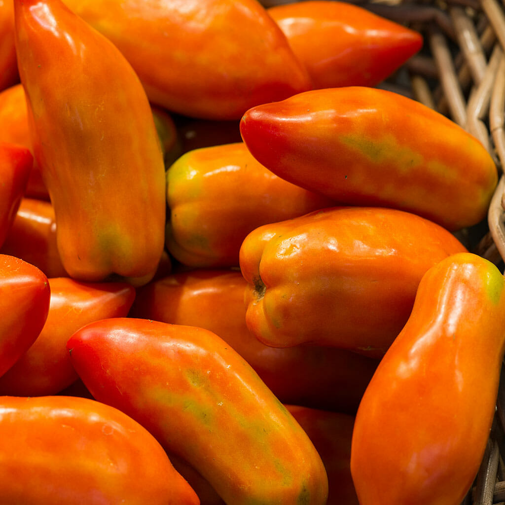Ram's Horn tomato
