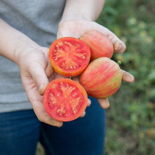 Tomato – Red Boar — photo: Happy Valley Seeds