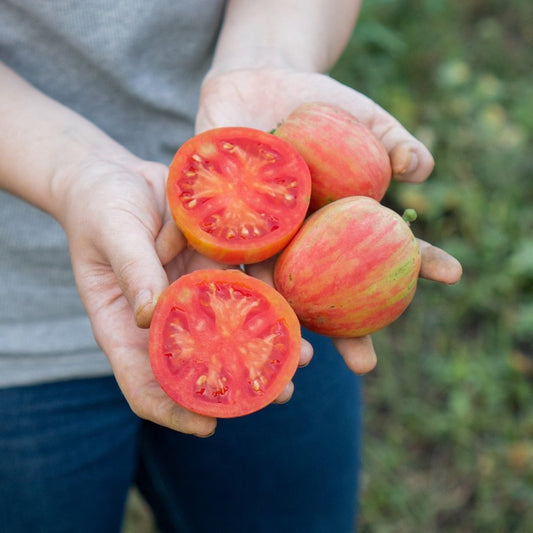 Tomato – Red Boar — photo: Happy Valley Seeds
