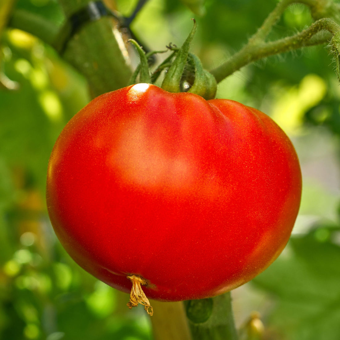Red Cloud tomato