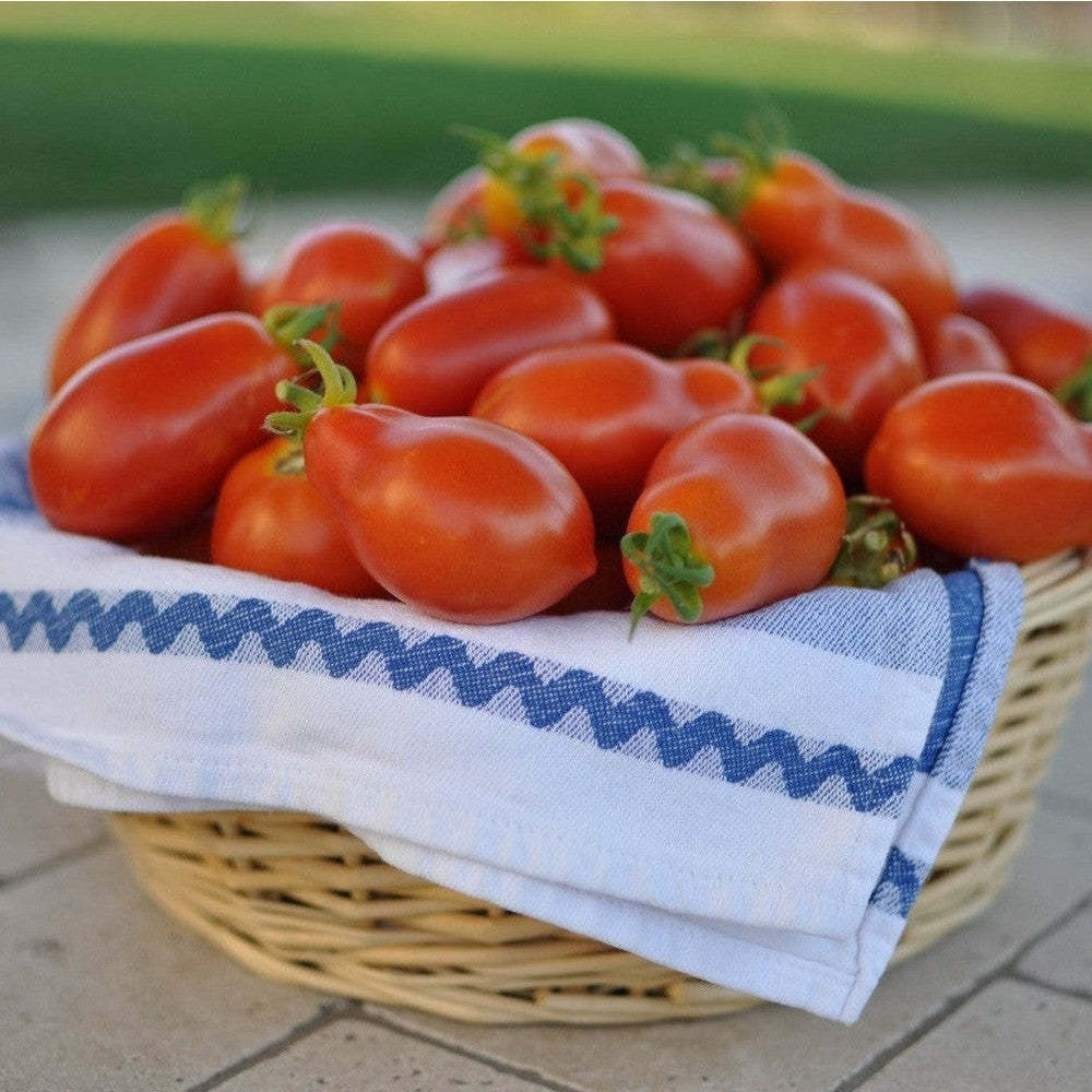 Red Fig tomato
