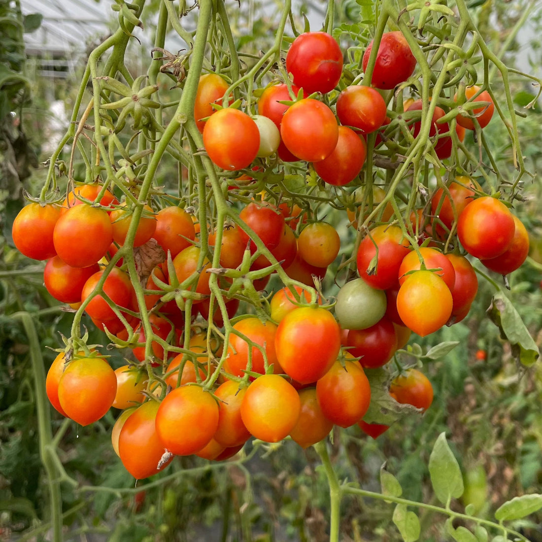 Riesentraube tomato