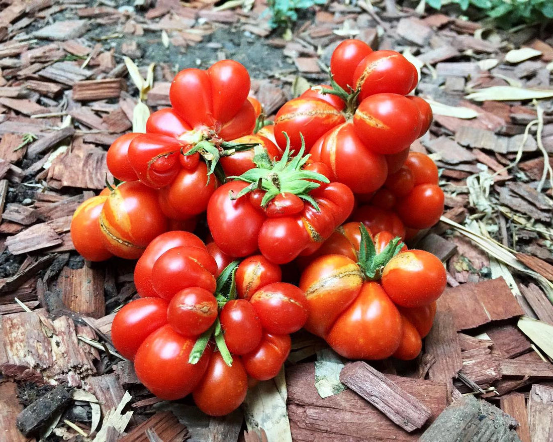 Riesetomate Traveler tomato