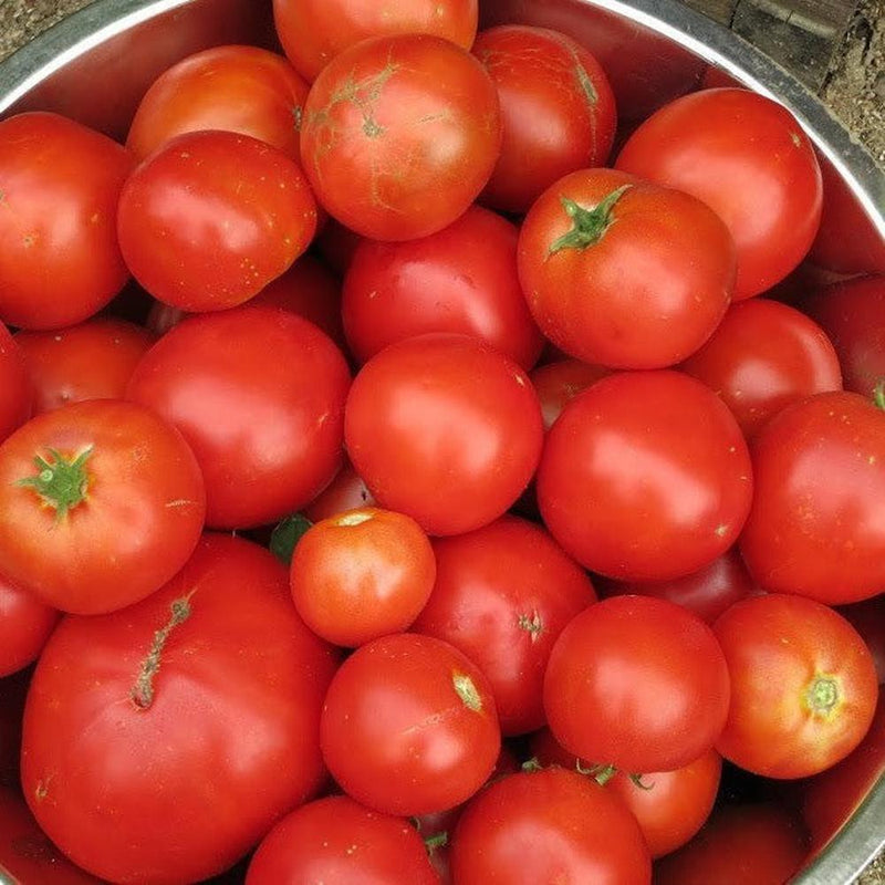Rumsey's Red tomato