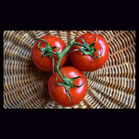 Russian Red tomato