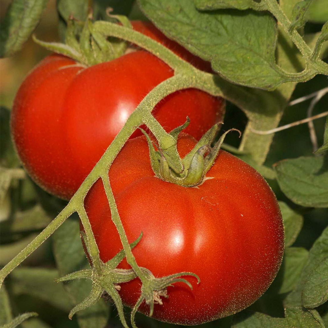 Saint Pierre tomato