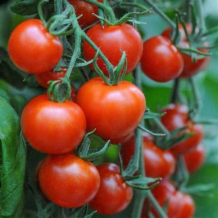 Salad Special tomato