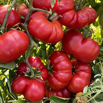 Santorini tomato