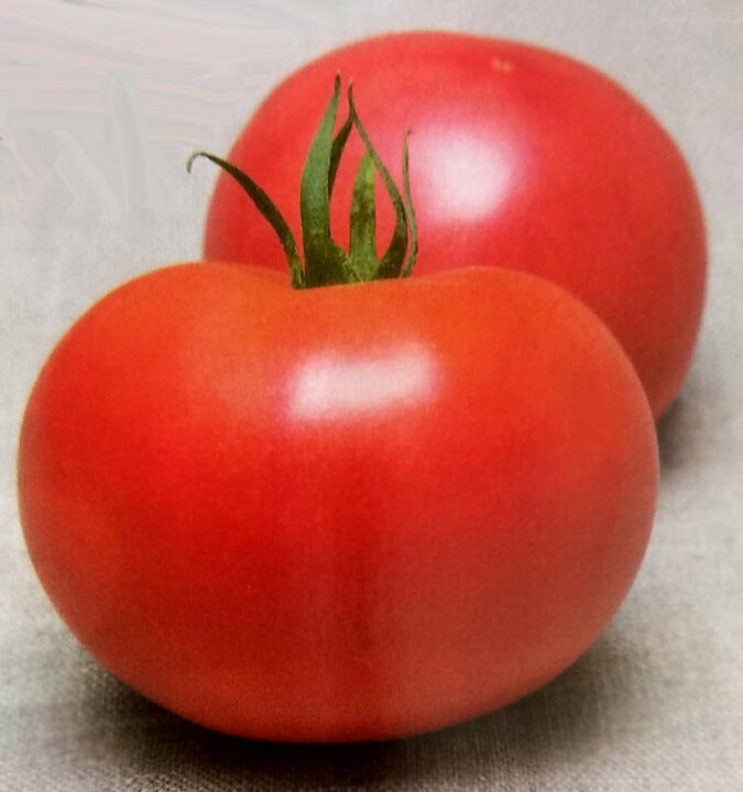 Saturn tomato