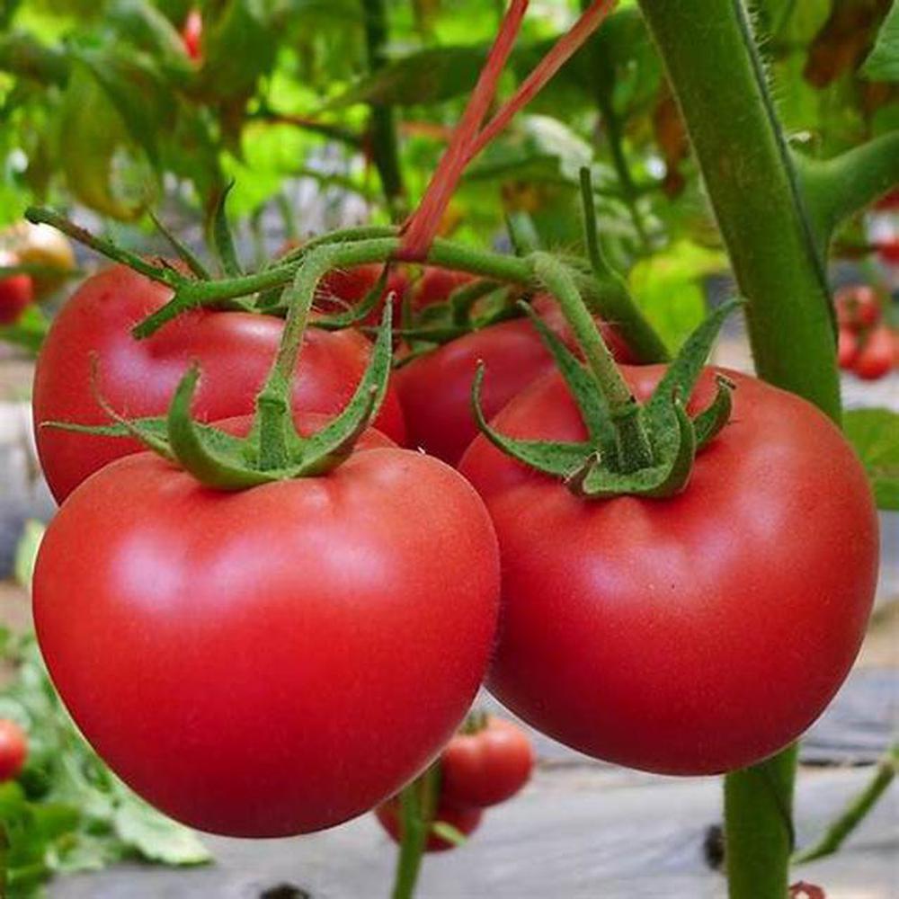 Strobelle tomato