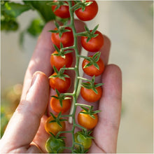Tomato – Sweet Marbles — photo: Happy Valley Seeds