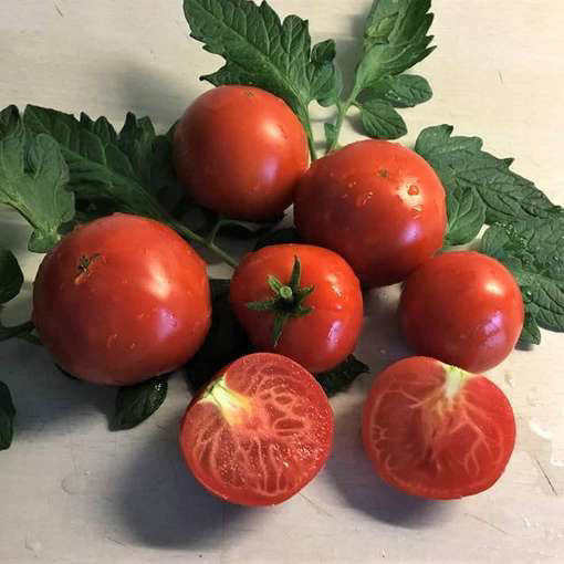 Tatura Dwarf tomato