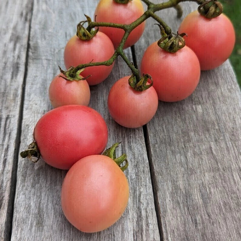 Thai Pink Egg tomato