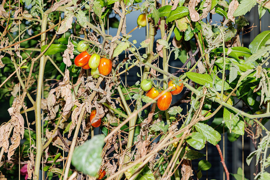 Tigerella tomato with red and orange striped fruit