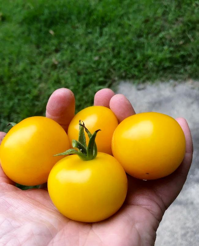 Tommy Toe Yellow tomato